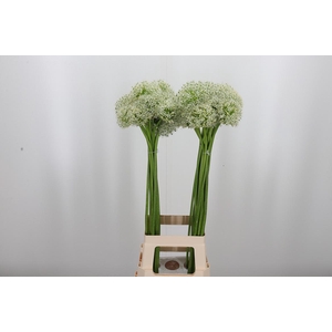 Allium Mount Everest