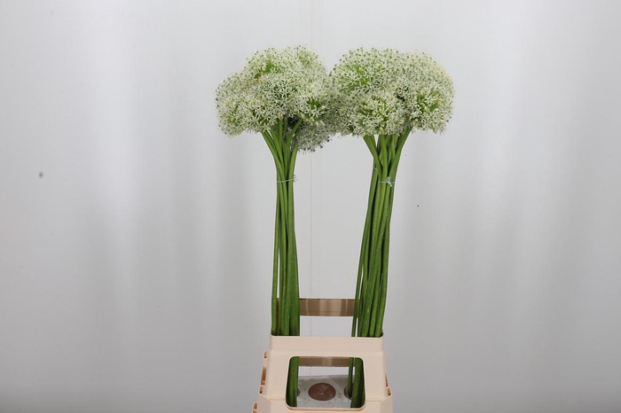 <h4>Allium Mount Everest</h4>