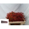 Rosa Mag Orange Cascade Meer en Drecht
