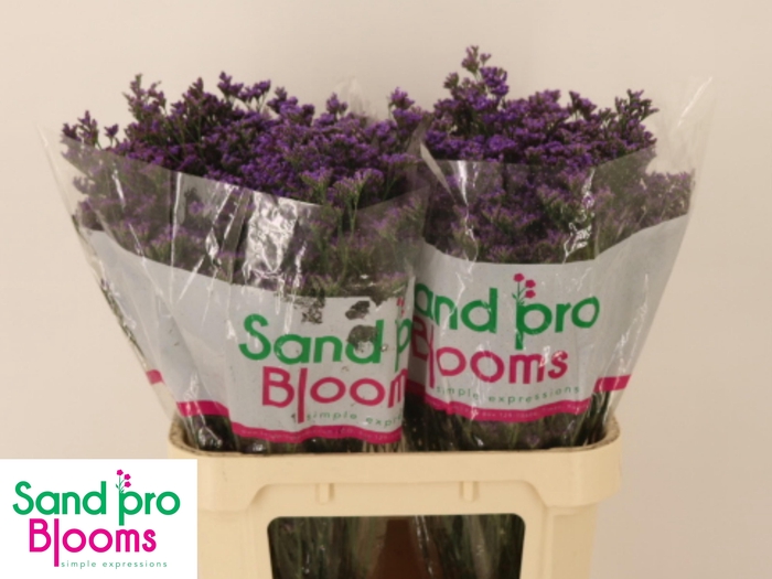 <h4>LIM SHOOTING STAR</h4>