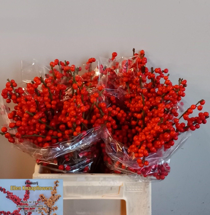 <h4>ILEX VE RODE BES</h4>