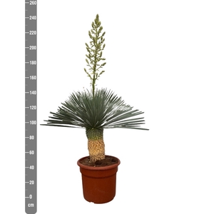 YUC ROSTRATA