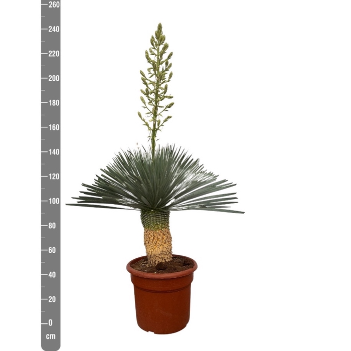 YUC ROSTRATA