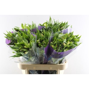 Alstr True Dream (pink/wit)