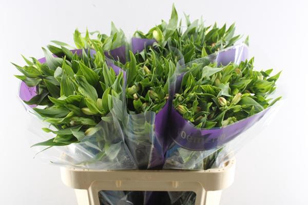 <h4>Alstr True Dream (pink/wit)</h4>