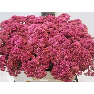 Sedum Cerise