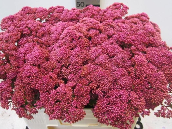 <h4>Sedum Cerise</h4>