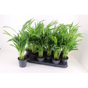Areca lutescens 10,5Ø 50cm