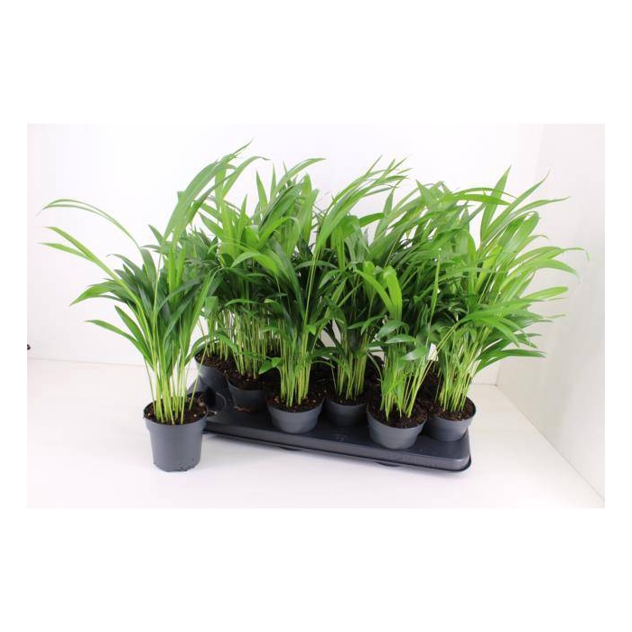 <h4>Areca lutescens 10,5Ø 50cm</h4>