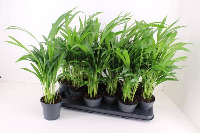 Areca lutescens 10,5Ø 50cm