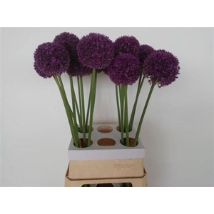 Allium Ambassador