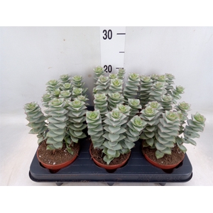 Crassula perforata 'Giant Form'