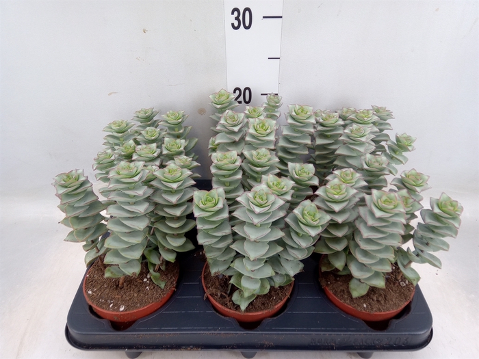 <h4>Crassula perforata 'Giant Form'</h4>