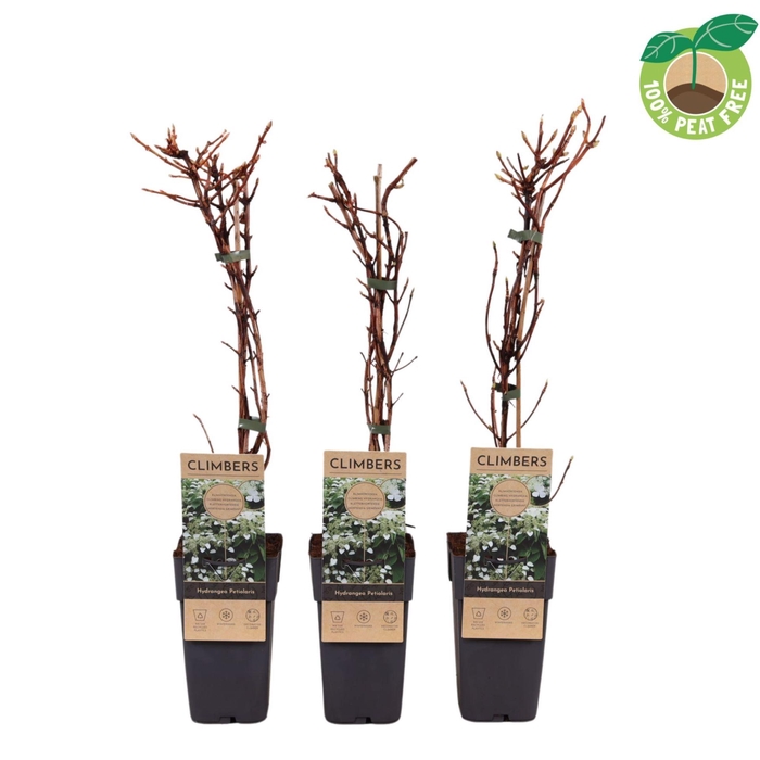 <h4>Hydrangea anomala petiolaris</h4>