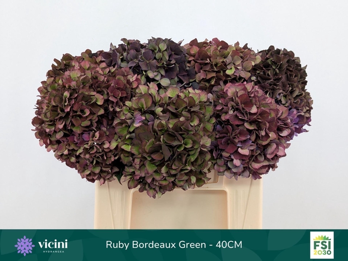 <h4>Hydrangea  'Magical Rubyred'  CL</h4>