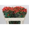 Hypericum Magical Royal Princess