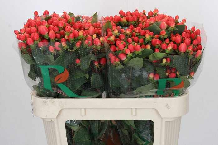 <h4>Hypericum Magical Royal Princess</h4>