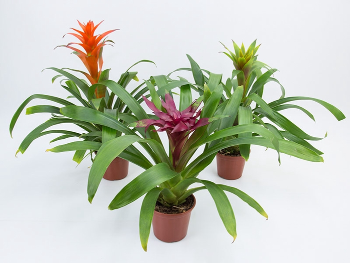 <h4>GUZM. VARIADA P15</h4>