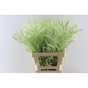 Grevillea Ivanhoe Licht Groen