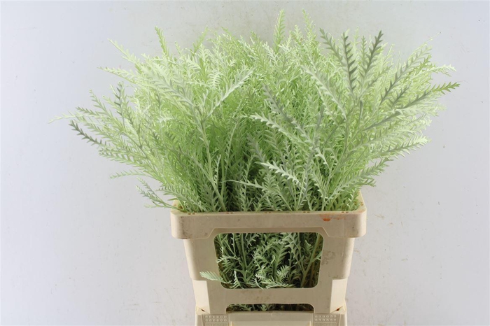 <h4>Grevillea Ivanhoe Licht Groen</h4>