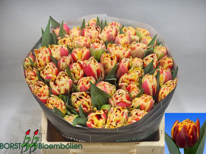 <h4>TU DU MARAX PRIDE</h4>