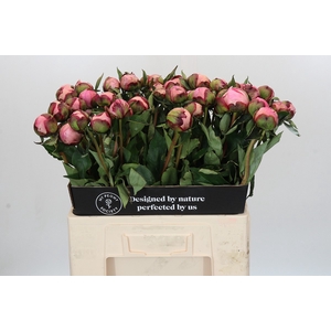 Paeonia Nick Shaylor