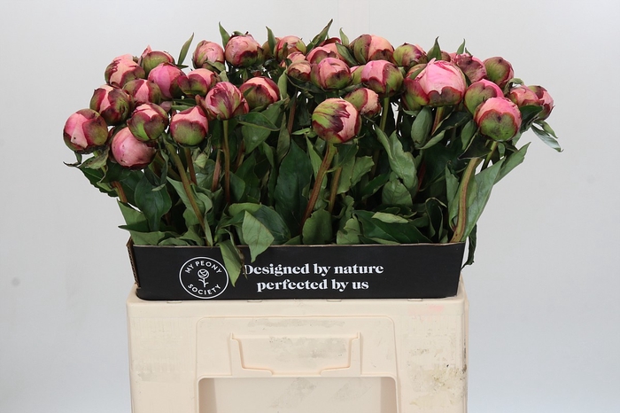 Paeonia Nick Shaylor