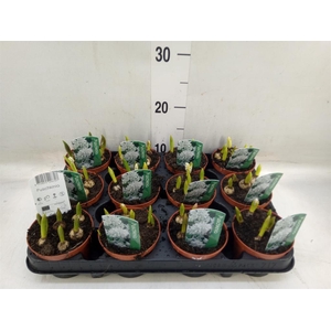 Puschkinia scilloides