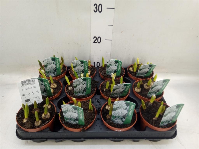 <h4>Puschkinia scilloides</h4>