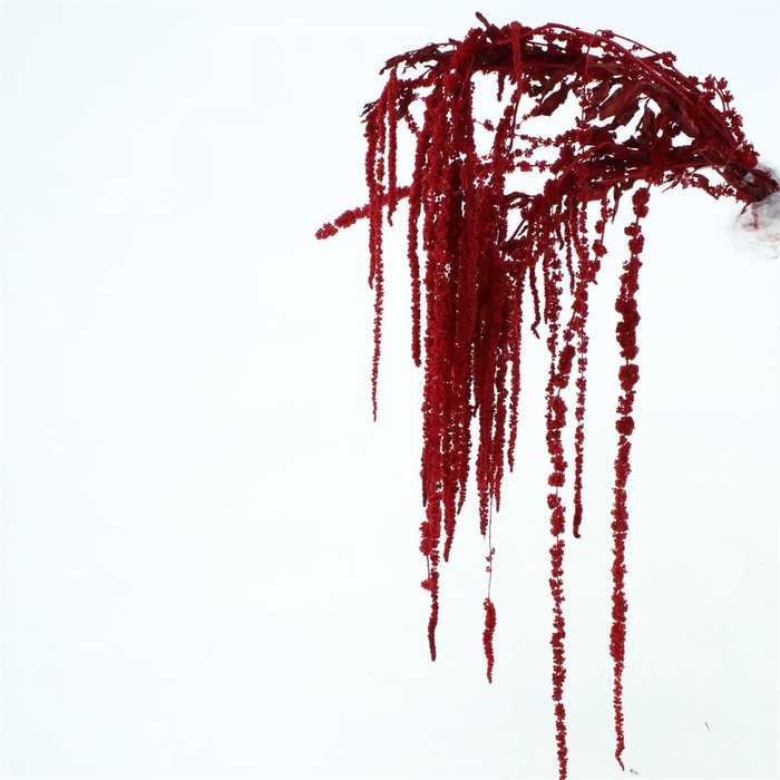<h4>Pres Amaranthus Bleached Red</h4>