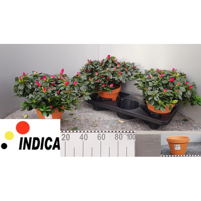 <h4>RHODO SI NORDL VOGEL</h4>