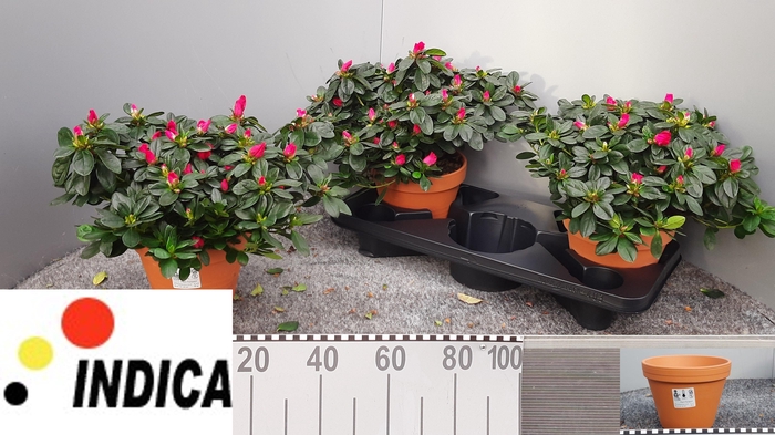 RHODO SI NORDL VOGEL