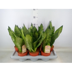 Sansevieria zeylanica