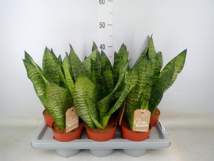 <h4>Sansevieria zeylanica</h4>