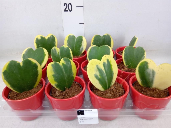 <h4>Hoya kerrii</h4>