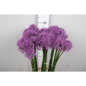 Allium Gladiator