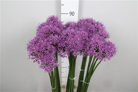 <h4>Allium Gladiator</h4>