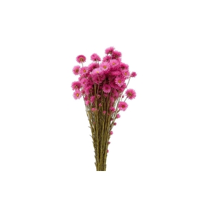 Dried Acroclinium Nat Pink Bunch