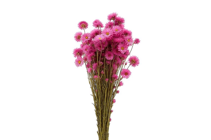<h4>Dried Acroclinium Nat Pink Bunch</h4>