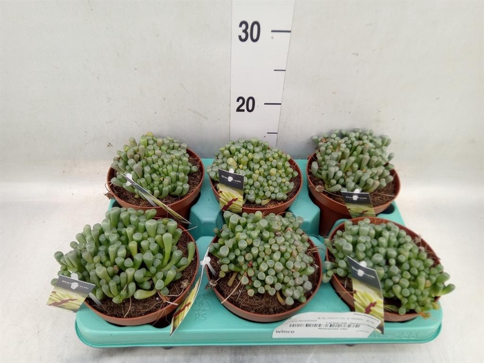 <h4>Succulents   ...</h4>