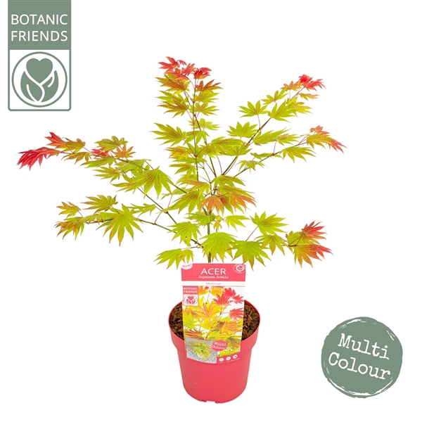 <h4>Acer shirasawanum 'Moonrise' ®</h4>