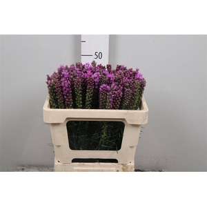 Liatris Spicata