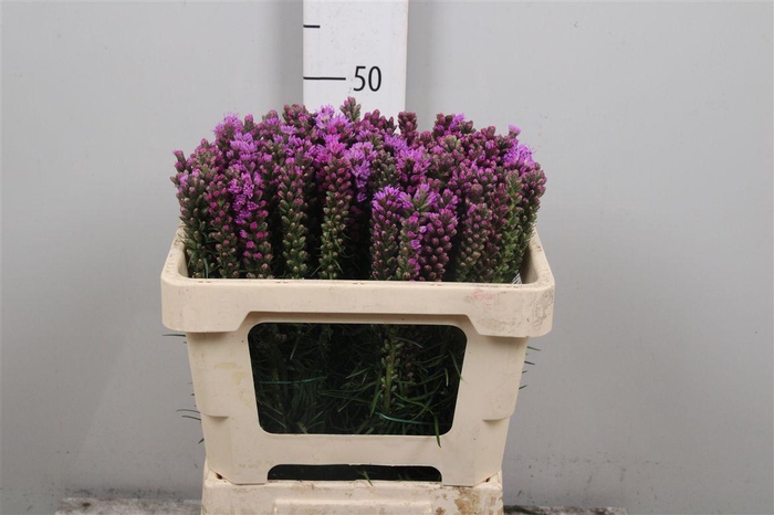 <h4>Liatris Spicata</h4>