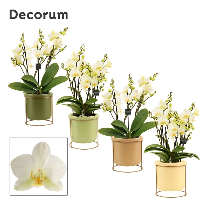 Phalaenopsis dazzling Lausanne 3-4 tak in Lynn (Silent moods-col