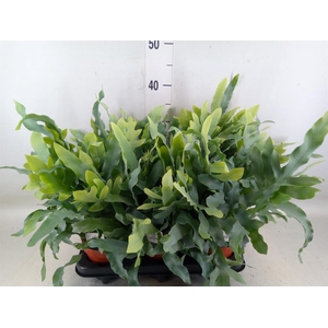 Phlebodium aureum 'Blue Star'