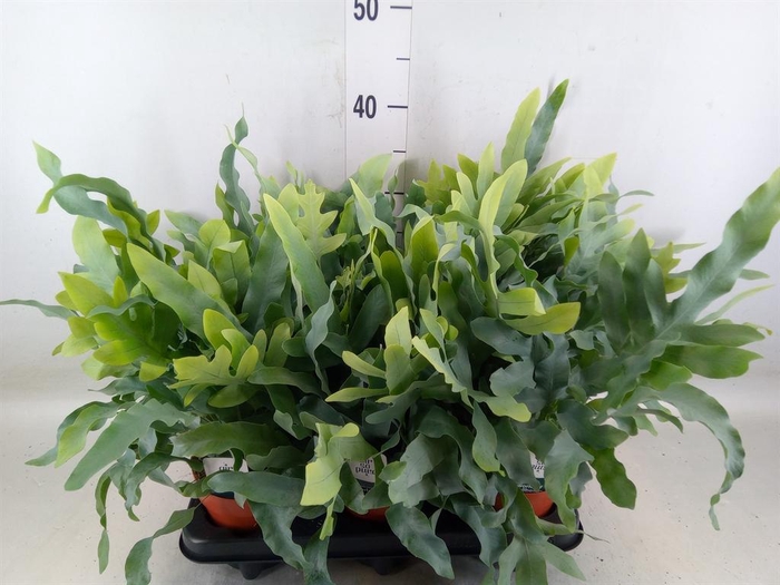 <h4>Phlebodium aureum 'Blue Star'</h4>