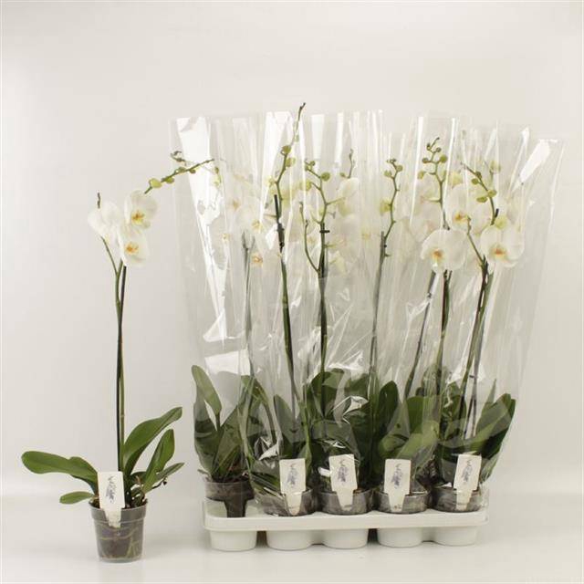 <h4>PHAL OV WIT</h4>