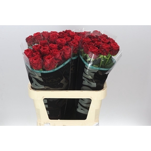 Rosa Gr Red Naomi Porta Magma