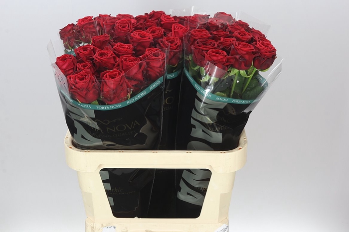<h4>Rosa Gr Red Naomi Porta Magma</h4>