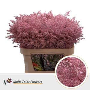 Solidago DYED Pink Light